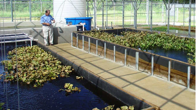 aquaculture pic 1.jpg